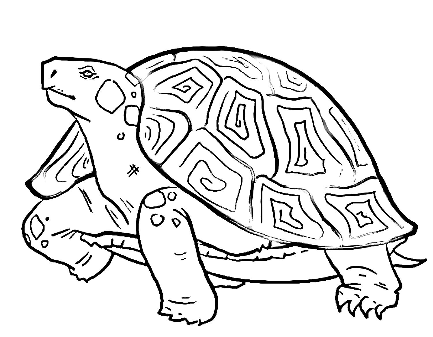 Animals10