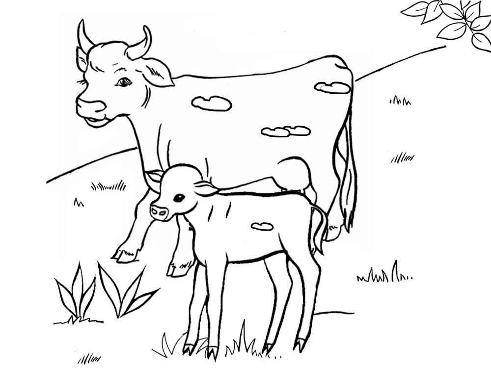 Animals21