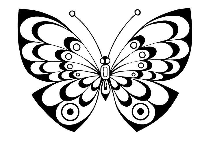 butterfly10