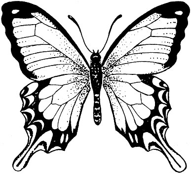 butterfly11