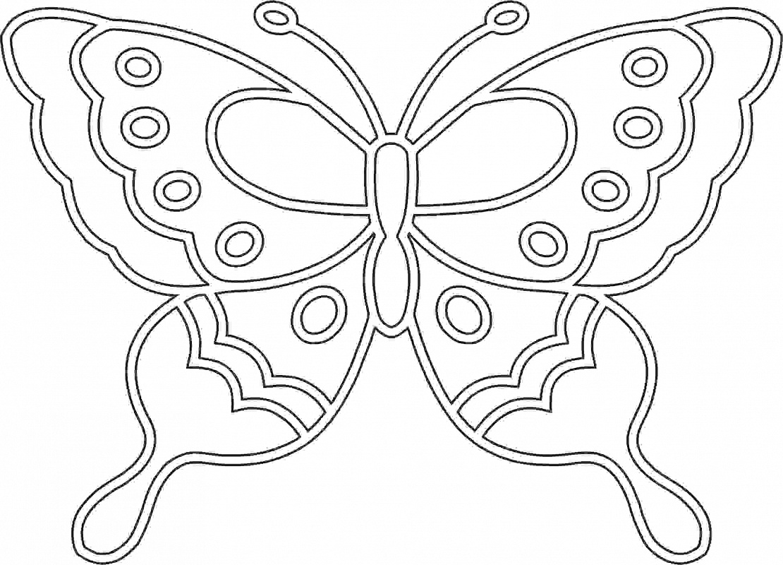 butterfly8