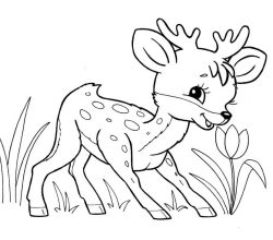 animals-153-5