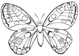 butterfly-286-1