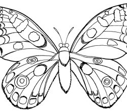 butterfly-286-1