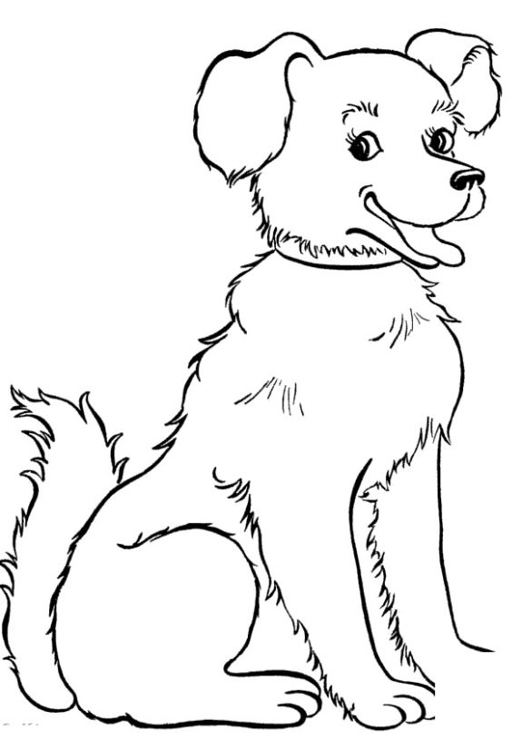 dog-292-5