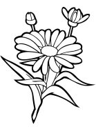 flowers-282-5